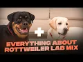 Rottweiler Lab Mix Everything You Need To KNow About This Mascular Breed