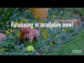 XO Pups Now Offers Financing