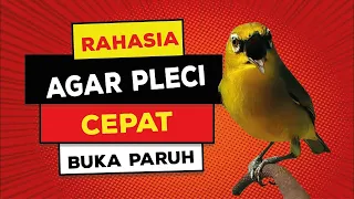 Download LAKUKAN INI, AGAR PLECI CEPAT BUKA PARUH MP3