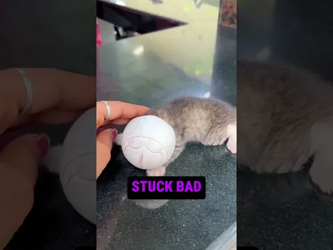 The Kitten Was Stuck Bad😥