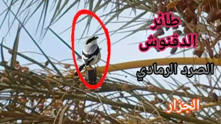 اسمع صوت طائر الصرد الرمادي  الحمامي  ابو بشير  ابو بشير  دندنها