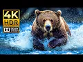 Download Lagu The Ultimate 4K HDR Animal Video – 60 FPS Dolby Vision for Stunning Detail