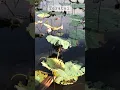 Download Lagu BUNGA TERATAI | lotus flower #teratai #shorts