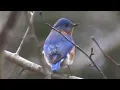 Download Lagu Eastern Bluebird sitting on tree before flying away | beautiful birds | #beautifulbirds