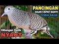 Download Lagu Perkutut Lokal Gacor Suara Besar Pancingan Burung Perkutut Agar Cepat Bunyi.