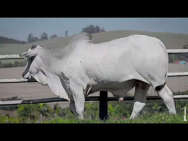 Touro Nelore SGN - 2639