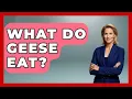 What Do Geese Eat - Chasing Big Fish