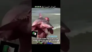 صيد سمك القرش في الجزائر 