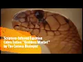 Scripture Infused Egyptian Cobra Tattoo