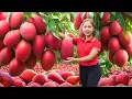 Lagu Harvesting 1000+ Giant Mango Tropical Goes To Market Sell,Make Traditional Mango Salad|Ella New Life