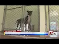 Fayetteville animal shelter waiving adoption fees