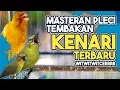 Masteran Pleci Tembakan Kenari TERBARU witwitceerr