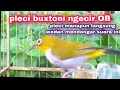 Download Lagu Pleci Buxtoni Ngecir Oper Birahi Super Edan Buat Pancingan