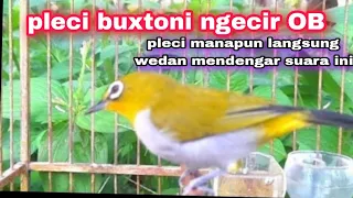 pleci buxtoni ngecir oper birahi super edan buat pancingan