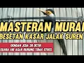Download Lagu Masteran Murai Batu BESETAN JALAK SUREN Dengan Jeda 30 detik Suara air mengalir 