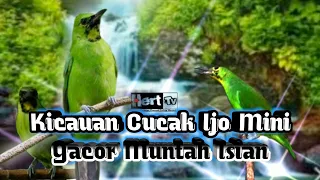 Download Kicauan burung cucak ijo mini gacor muntah isian || masteran mp3 MP3