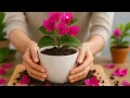 Download Lagu Bougainvillea stekken was nog nooit zo makkelijk! Probeer het eens!