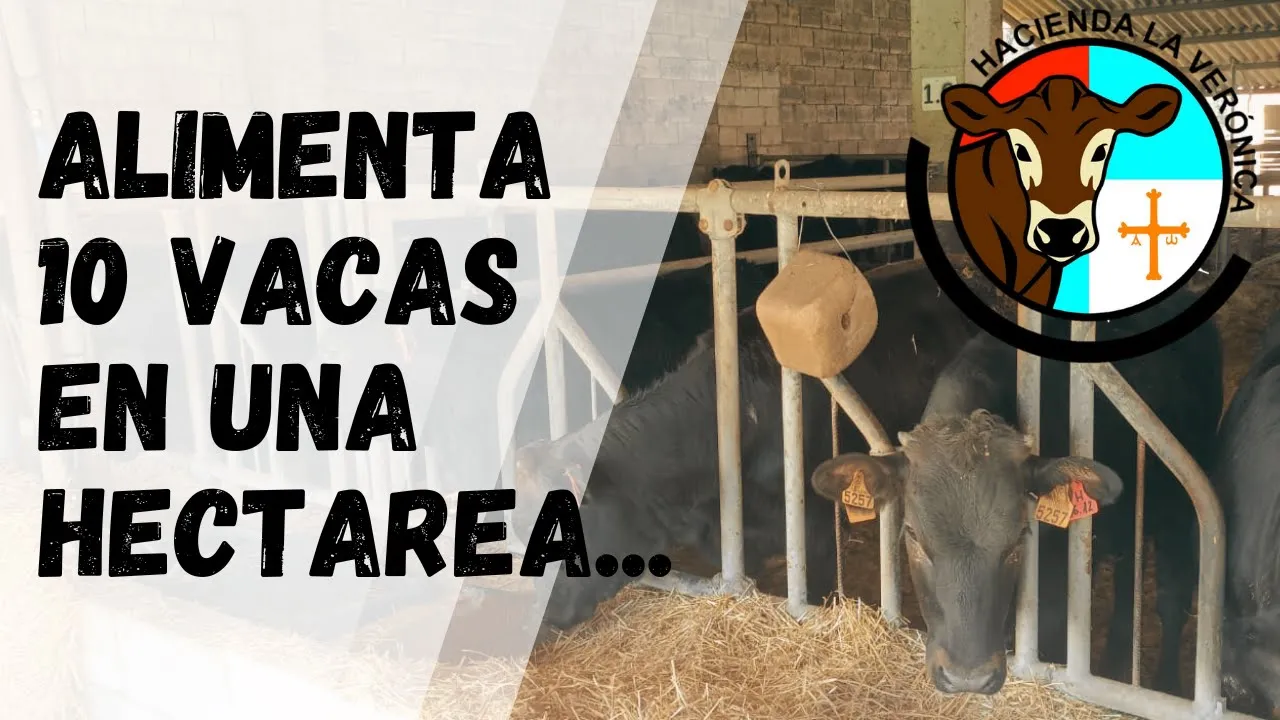 ALIMENTA  10 VACAS EN UNA HECTÁREA...