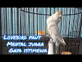 Download Lagu Lovebird Paut Mental Juara Gaya Istimewa,...Bikin lovebirt paut cepat nyaut...