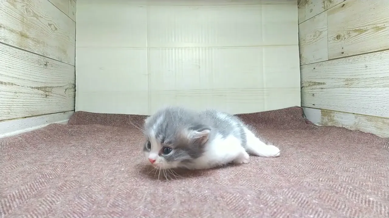 動画