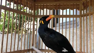 common hill myna bird sounds for cats