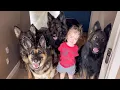 Our 7 German Shepherds Grew Up With Our Baby