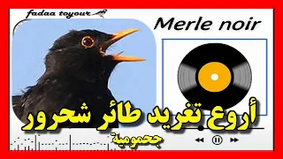 تغريد طائر شحرور جحمومية Merle Noir  تغريد طائر شحرور جحمومية Merle Noir