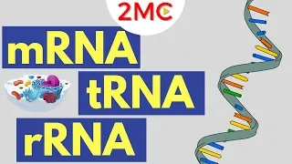 mRNA tRNA and rRNA function Types of RNA