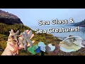 Beach Combing A Hidden Maine Cove