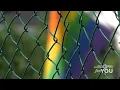 Denver celebrates Black Pride for the first time