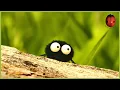 Download Lagu The Stubborn Spider | Minuscule 🍃 45' Compilation