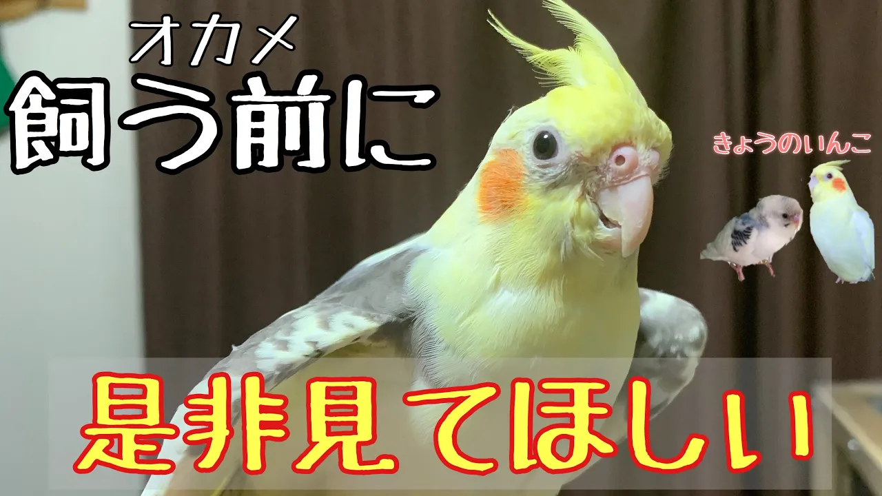 【飼い方】あえてのデメリット、便利アイテム紹介！Introduction of disadvantages and useful items of cockatiels