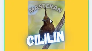cililin nembak panjang dan rapat masteran burung murai masteranmurai muraibatu