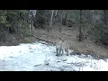 Chirping Mountain Lion - Full Sequence
