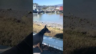 #fyp #dream #doberman #pets