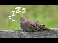 How Do Birds Sleep