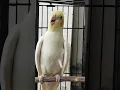 Lagu Cockatiel Call to attract other Cockatiels #pets #cockatielqueen #cockatiel #pet #birds #birdsounds