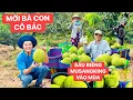 Lagu Khương Dừa gặp may mua được vườn sầu riêng MUSANGKING siêu ngon của fan cứng