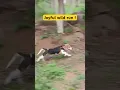 Download Lagu The ABSOLUTE BEST Way to Enjoy Puppies RUNNING Wild!