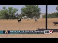 Albuquerque ranks 11th best city for dog parks