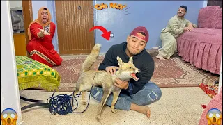 لما اخوك الصغير يجيب تعلب فالبيت ويخوف امك وابوك بيه عمر نصر 