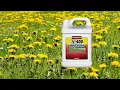 Lawn and pasture treatment with 2 4-D herbicide Belted Galloway Homestead