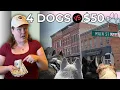We Tested This Pennsylvania Town s Dog-Friendliness on a 50 Budget