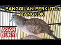 Download Lagu PERKUTUT BANGKOK GACOR MEMANGGIL LAWAN AGAR BUNYI 