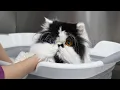 I Don t Say This Lightly This is The Best Cat EVER