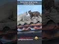 Download Lagu Pertarungan Sengit Kucing Di Atas Genteng #shorts #cutecat #catlovers #kucinglucu #hewanlucu