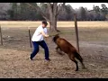 Lagu How to stop an angry ram attack - Just use a stick