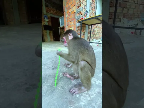 icy So lonely #monkey #cute  #love #shortfeed