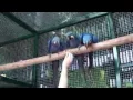 Parrots and Fertile Hatching Parrot Eggs for sale ,globaltradeint2000@gmail.com,
