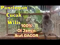 Download Lagu Pancingan Gacor Cucak Wilis/Rengganis Untuk Cucak Wilis Malas Bunyi